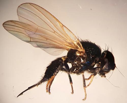 Réf. 266 969 : Lonchaea fugax